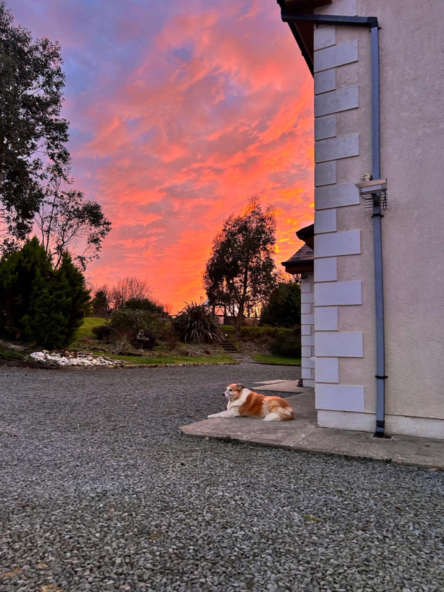 Tobernaglough Wexford Pet Friendly Country B&B Ramsgrange Exterior photo